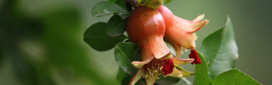 Fethullah Gülen on Women in Islam Fethullah Gülen on Women in Islam