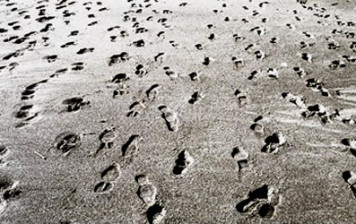 Understanding Structure and Hierarchy in the Gülen Movement – 2 Understanding Structure and Hierarchy in the Gülen Movement – 2