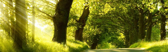 How Does Fethullah Gulen manage to oversee the network of institutions in the movement How Does Fethullah Gulen manage to oversee the network of institutions in the movement