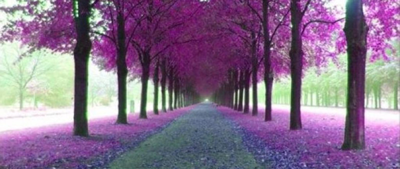 Fethullah Gülen on Renaissance in Islam Fethullah Gülen on Renaissance in Islam