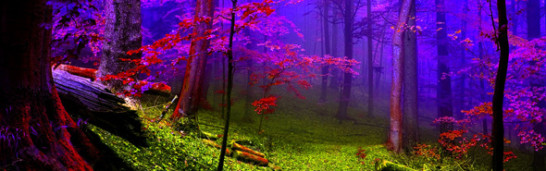 Peaceful Muslim–Non-Muslim Co-existence in a Secular Context Peaceful Muslim–Non-Muslim Co-existence in a Secular Context