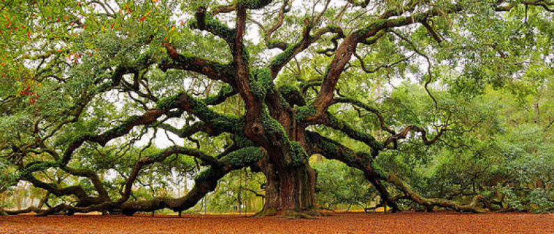 Educator volunteers in the Gülen movement Educator volunteers in the Gülen movement