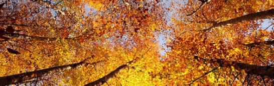 Does Gülen movement ever consider forming a political party? Does Gülen movement ever consider forming a political party?