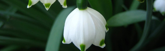 The faithful and trustworthy person in Gulen’s philosophy The faithful and trustworthy person in Gulen’s philosophy