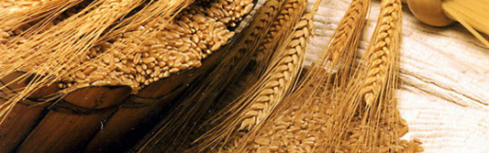 The Architects of Our Future The Architects of Our Future