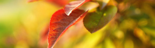 The People We Are Longing For (by Fethullah Gulen) The People We Are Longing For (by Fethullah Gulen)