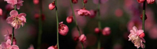 Solving the Paradox: How to be a Balanced Muslim Solving the Paradox: How to be a Balanced Muslim