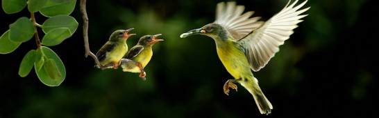 Forms of Islam: Popular Islam – Hizmet and The Gülen Movement Forms of Islam: Popular Islam – Hizmet and The Gülen Movement