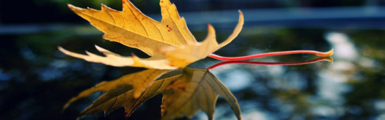 “The Characteristics of a Believer” by Fethullah Gulen “The Characteristics of a Believer” by Fethullah Gulen