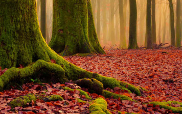 Principles of Dialogue in Fethullah Gülen’s Thought Principles of Dialogue in Fethullah Gülen’s Thought