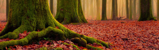 Principles of Dialogue in Fethullah Gülen’s Thought Principles of Dialogue in Fethullah Gülen’s Thought