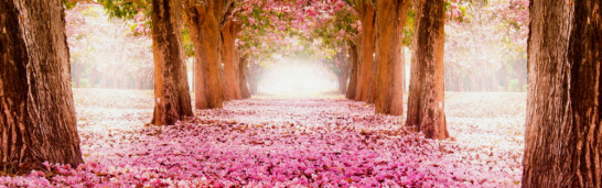 Hizmet: a Language and Culture of Compassion for and Service to Humanity Hizmet: a Language and Culture of Compassion for and Service to Humanity