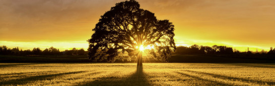 Dynamics of generating commitment within the Gülen movement Dynamics of generating commitment within the Gülen movement