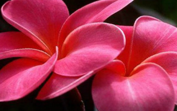 Human beings and their nature (by Fethullah Gulen) Human beings and their nature (by Fethullah Gulen)