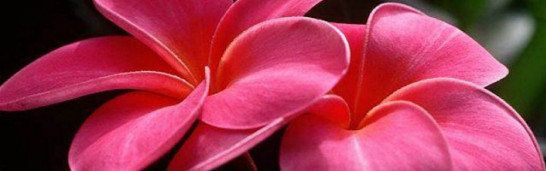 Human beings and their nature (by Fethullah Gulen) Human beings and their nature (by Fethullah Gulen)