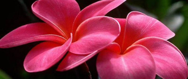 Human beings and their nature (by Fethullah Gulen) Human beings and their nature (by Fethullah Gulen)