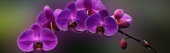 Civil Islam and Democratic Modernity in Gülen’s thought Civil Islam and Democratic Modernity in Gülen’s thought