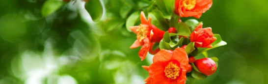 Is Gulen a Turkish nationalist? Is Gulen a Turkish nationalist?