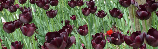 A select biography of Fethullah Gülen A select biography of Fethullah Gülen