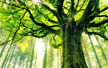 Love of God that leads to tolerance and compassion in Gülen’s Thought Love of God that leads to tolerance and compassion in Gülen’s Thought
