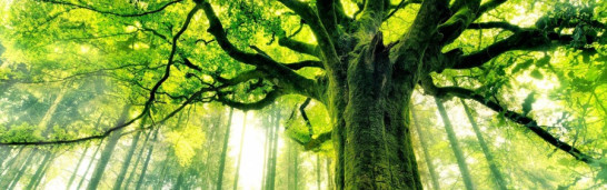 Love of God that leads to tolerance and compassion in Gülen’s Thought Love of God that leads to tolerance and compassion in Gülen’s Thought