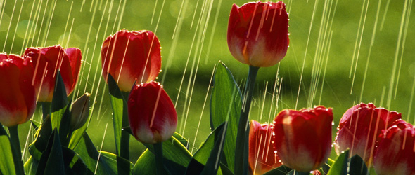 Rain Falling on Red Tulips