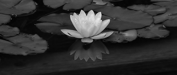 Lotus-black-and-white