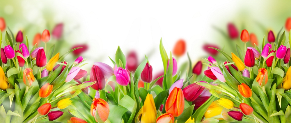 dialogue-tulips